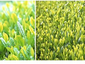 碣滩茶